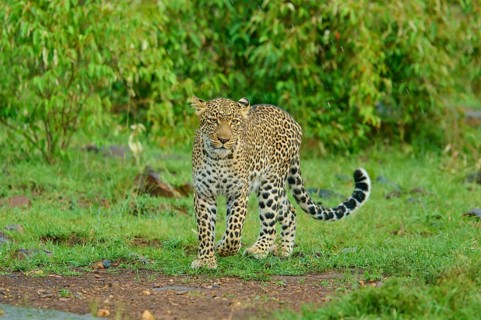 A leopard watches its surroundings intently in the green countryside, leopard (Panthera pardus),