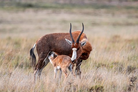 Blessbuck (Damaliscus pygargus phillipsi), female, adult with suckling young, Mountain Zebra