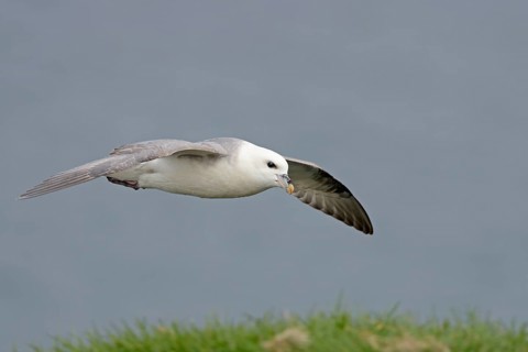 Polar fulmar (Fulmarus glacialis) in flight. North coast of the Snaefellsnes Peninsula. Iceland