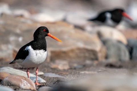 Oystercatchers, Haematopus ostralegus, Norway, oystercatcher, varanger, birds, charadriiformes,