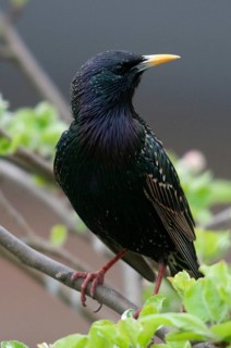 Star, Starling, Sturnus Vulgaris, Birds, Spring, High Size, Portrait, Meadow Orchard, Passeri,