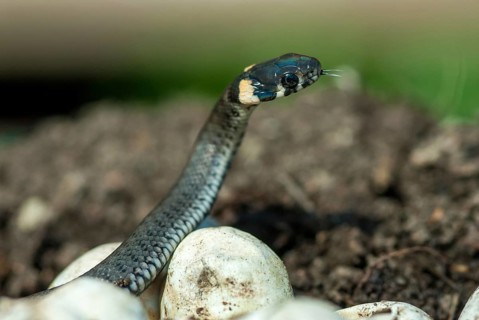 Grass Snake, Natrix Natrix, Grass Snake, Clutch, Critters, Eggs, Reptilia, Reptilia, Reptiles,