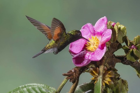 Black-bellied Hummingbird (Eupherusa nigriventris), Costa Rica