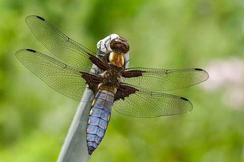 Broad-Bodied Chaser, Libellula Depressa, Flatbelly, Anisoptera, Dragonflies, Insects, Dragonflies,