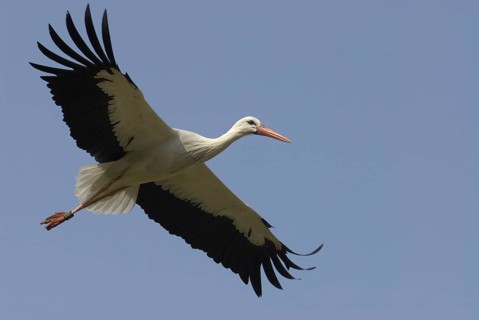 White stork, Ciconia ciconia, flying