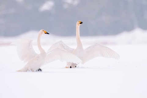Whooper Swan (Cygnus cygnus) in the snow, Goldenstedt, Lower Saxony, Germany