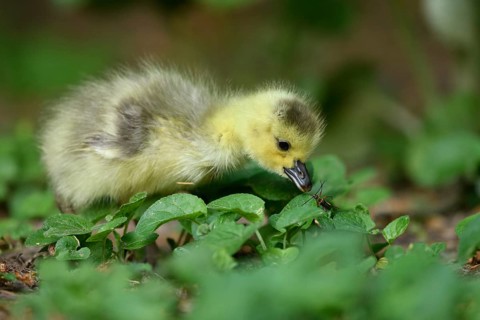 Animals, birds, geese, geese (Branta canadensis), Canada goose, a gosling looking at a beetle