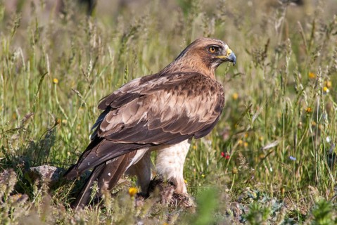 Accipitriformes, Booted Eagle, Hieraaetus Pennatus, Pygmy Eagle, Extremadura, Birds of Prey, Leo,