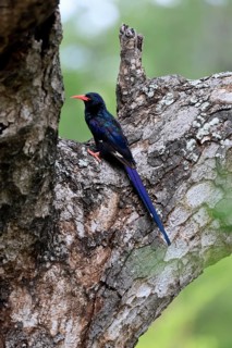 Purple-backed Woodpecker (Phoeniculus purpureus), tree-dwelling woodpecker, Kakelaar, adult, tree