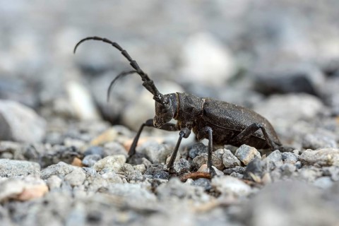 Animals, Insects, a weaver moth perched on a gravel surface (Lamia textor), Bavaria, Bavaria,