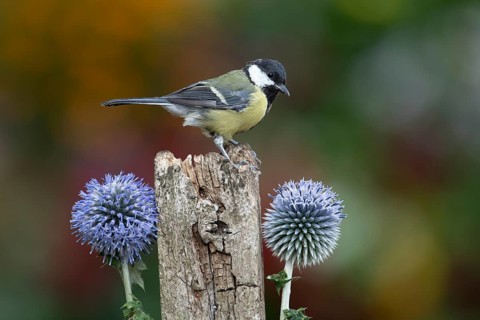 Great tit (Parus major) adult garden bird on a wooden post, England, United Kingdom