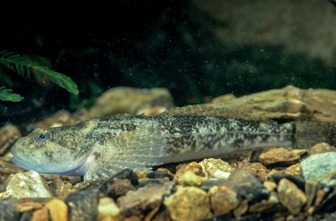 Bullhead, Cottus Gobio, European Bullhead, Millers Thumb, Mühlkoppe, Westgroppe, Common Bullhead,