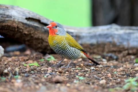 Colourful Astrild (Pytilia melba), adult, male, alert, on the ground, Kruger National Park, South
