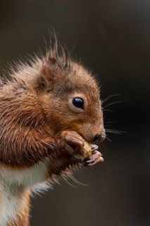 Red squirrel (Sciurus vulgaris) adult animal soaking wet eating a nut, England, United Kingdom