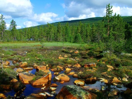Geography, travel, moor, wilderness, Geilo, Norway. Geography, Travel, Wood, Wildernes, Norway,
