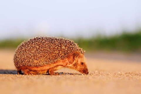 Brown-breasted hedgehog or Western European hedgehog (Erinaceus europaeus) drinking from a puddle,