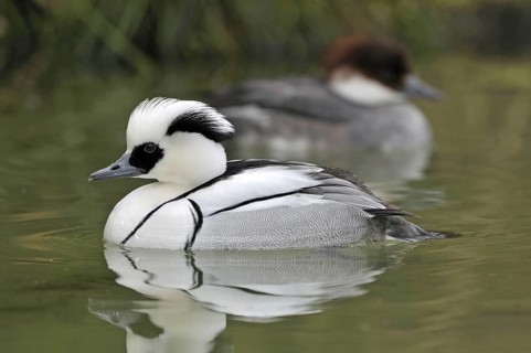 Dwarf Sawer, Mergus Albellus, Smew, Swimming on Lake, Male, Captive