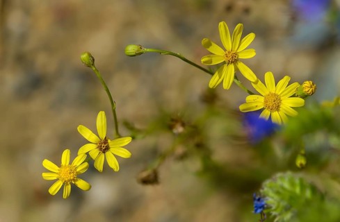 Graywort, neophyte, narrow-leaved ragwort, Senecio inäquidens, South African ragwort, flora,