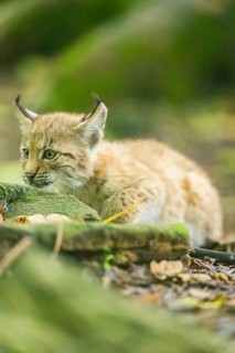 Eurasian lynx (Lynx lynx) youngsters (cub) sitting in a forest, Bavaria, Germany