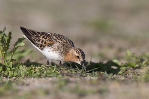 Red-necked Stint (Calidris ruficollis) foraging, Dornod Province, Mongolia