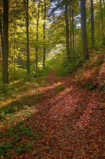 Beech plants, fagaceae, fagus sylvatica, Germany, Greiz, European beech, Thuringia, old wood,
