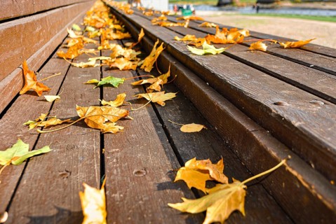 Macro photo of yellow autumn leaves on a wooden bench in the park against the blue sky, selective