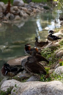 A group of ducks relaxes on the grassy bank beside a clear water feature in a hotel garden in