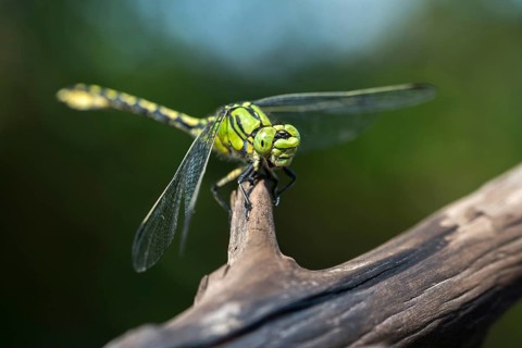 Green culbtail, green snaketail, green wedge, ophiogomphus cecilia, anisoptera, damselflies,