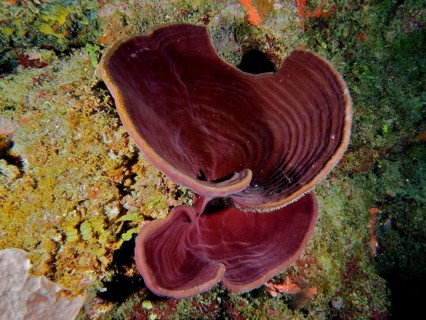 Orange-red ear sponge (Agelas clathrodes), a marine sponge with a unique shape in a colourful