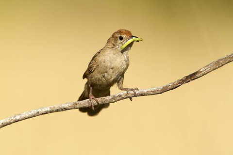 Spinifexbird (Megalurus carteri) with insect prey, Western Australia, Australia