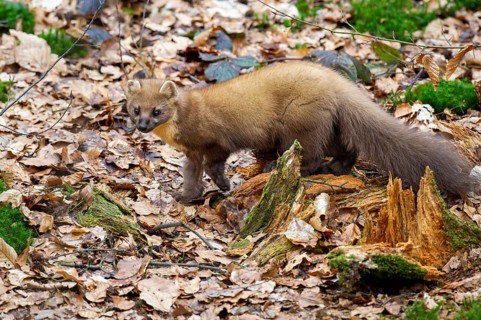 Pine martens (Martes martes) on the forest floor, Vechta, Lower Saxony, Germany