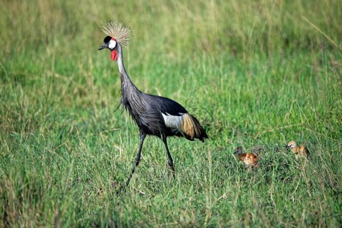 South African crowned cranes (Balearica regulorum) with two-day-old chicks in a marsh, Masai Mara