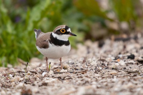 Charadrius dubius, plover, little ringed plover, birds, charadriiformes, limikolen, plower, plover,