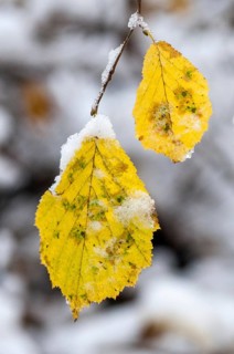 Autumn, detail, autumn, autumn leaves, high size, portrait format, snow, snow