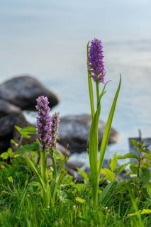 Dactylorhiza incarnata, flesh-colored orchid, orchidaceae, orchids, orchid family, stiff-leaf