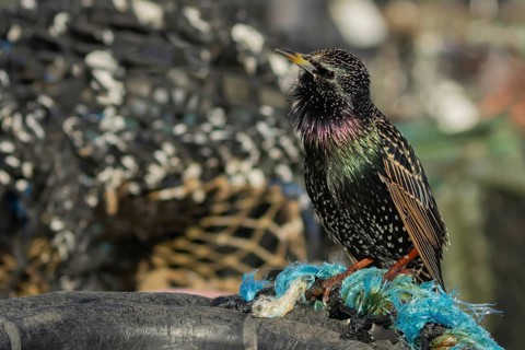 European or Common starling (Sturnus vulgaris) adult bird singing on a lobster pot in a harbour,