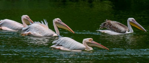 Crested pelicans (Pelecanus crispus) at their nesting site, Nuremberg Zoo, Middle Franconia,