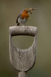 European robin (Erithacus rubecula) adult garden bird with nest material in its beak on a fork
