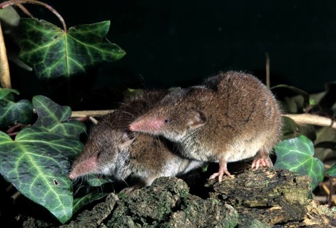 Crocidura Russula, Greater White-Toothed Shrew, House Shrew, Insectivora, Insectivora, Mammals,