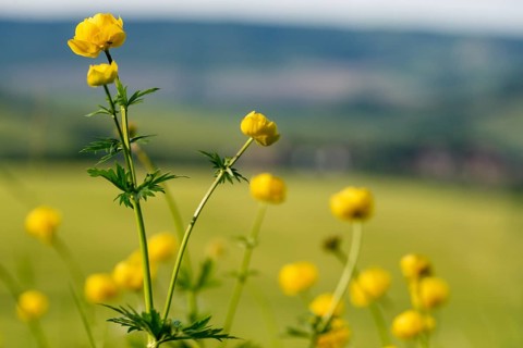 Budabin seed, buttercup, butter ball, butterrose, globe flower, goldhead, buttercup, ball