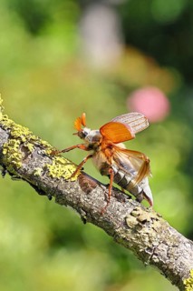 Cockchafer, forest cockchafer (Melolontha hippocastani), male with spread-out elytra, on a branch