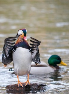 Aix galericulata, mandarin, mandarin duck, anatidae, bath, birds, ducks, ducks, ducks, ducks, male,