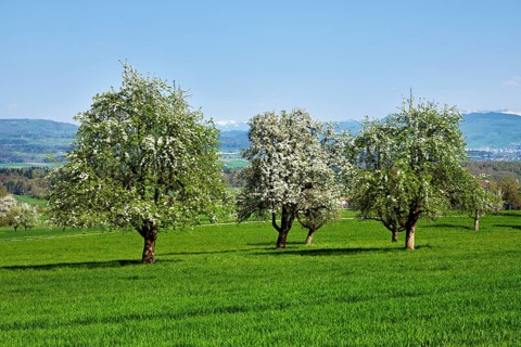 A group of blossoming pear trees, Beinwil, Freiamt, Aargau Canton, Switzerland