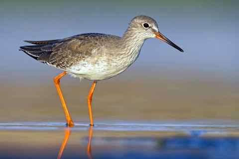 Redshank, (Tringa totanus), Animals, Birds, Snipe family, Raysut, Salalah, Sohar, Oman