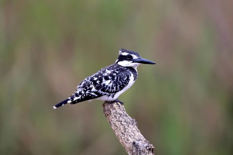 Grey Kingfisher (Ceryle rudis), adult, perched, alert, Kruger National Park, South Africa