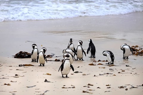 African penguin (Spheniscus demersus), adult, group, on the beach, by the water, Boulders Beach,
