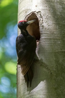 Black Woodpecker, Dryocopus Martius, Black Woodpecker, Birds, High Size, Portrait, Male, Piciform,