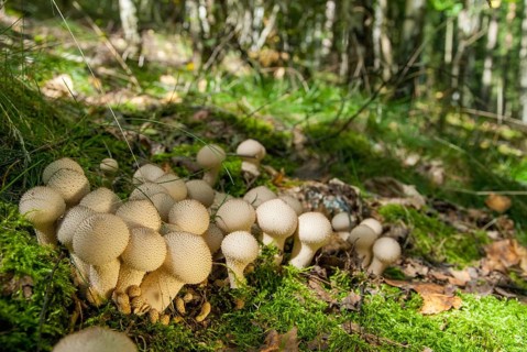 Bottle bovist, bottle dust, lycoperdone perlatum, dust, common puffball, devil's snuff box, fungi,
