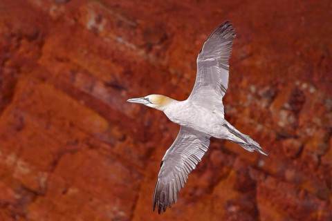 Animals, birds, Heligoland, northern gannet (Morus bassanus, Sula bassana)
