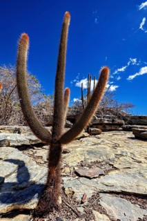 A cactus in a dry desert landscape beneath a clear blue sky, a cactus in the Caatinga in Brazil